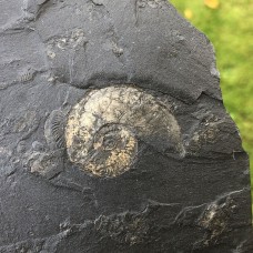 Lytoceras